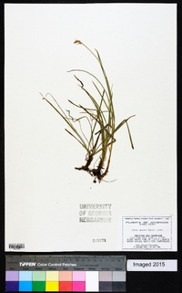 Carex geyeri image