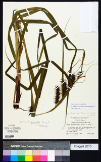 Carex gigantea image