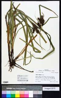 Carex gigantea image