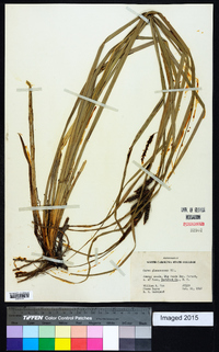 Carex glaucescens image