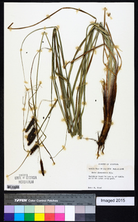 Carex glaucescens image