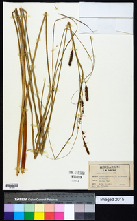 Carex glaucescens image