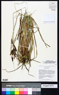 Carex glaucescens image