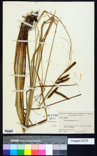 Carex glaucescens image