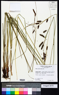 Carex glaucescens image