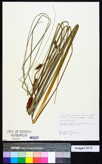 Carex glaucescens image