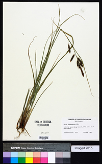 Carex glaucescens image