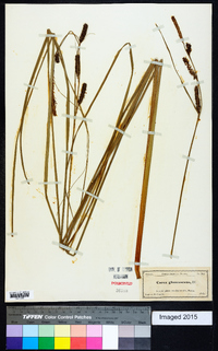 Carex glaucescens image