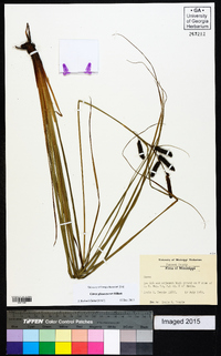 Carex glaucescens image