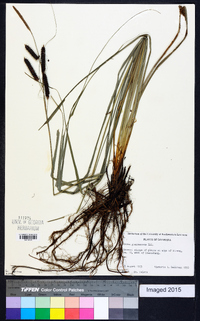 Carex glaucescens image