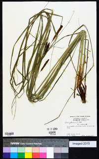 Carex glaucescens image