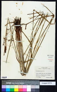 Carex glaucescens image