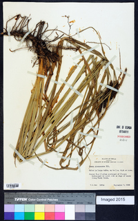 Carex glaucescens image