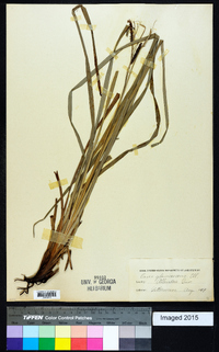 Carex glaucescens image