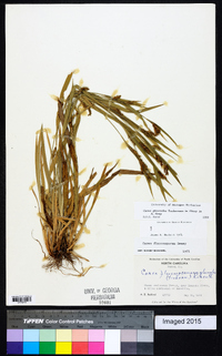 Carex glaucodea image