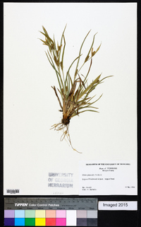 Carex glaucodea image