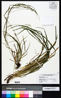 Carex glaucodea image