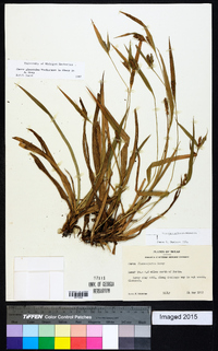 Carex glaucodea image