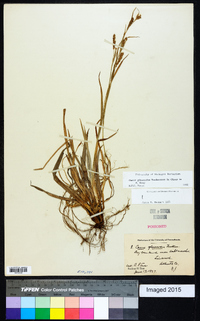 Carex glaucodea image