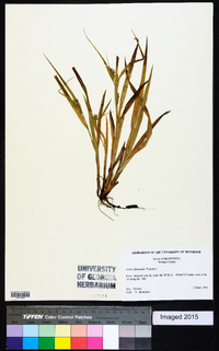 Carex glaucodea image