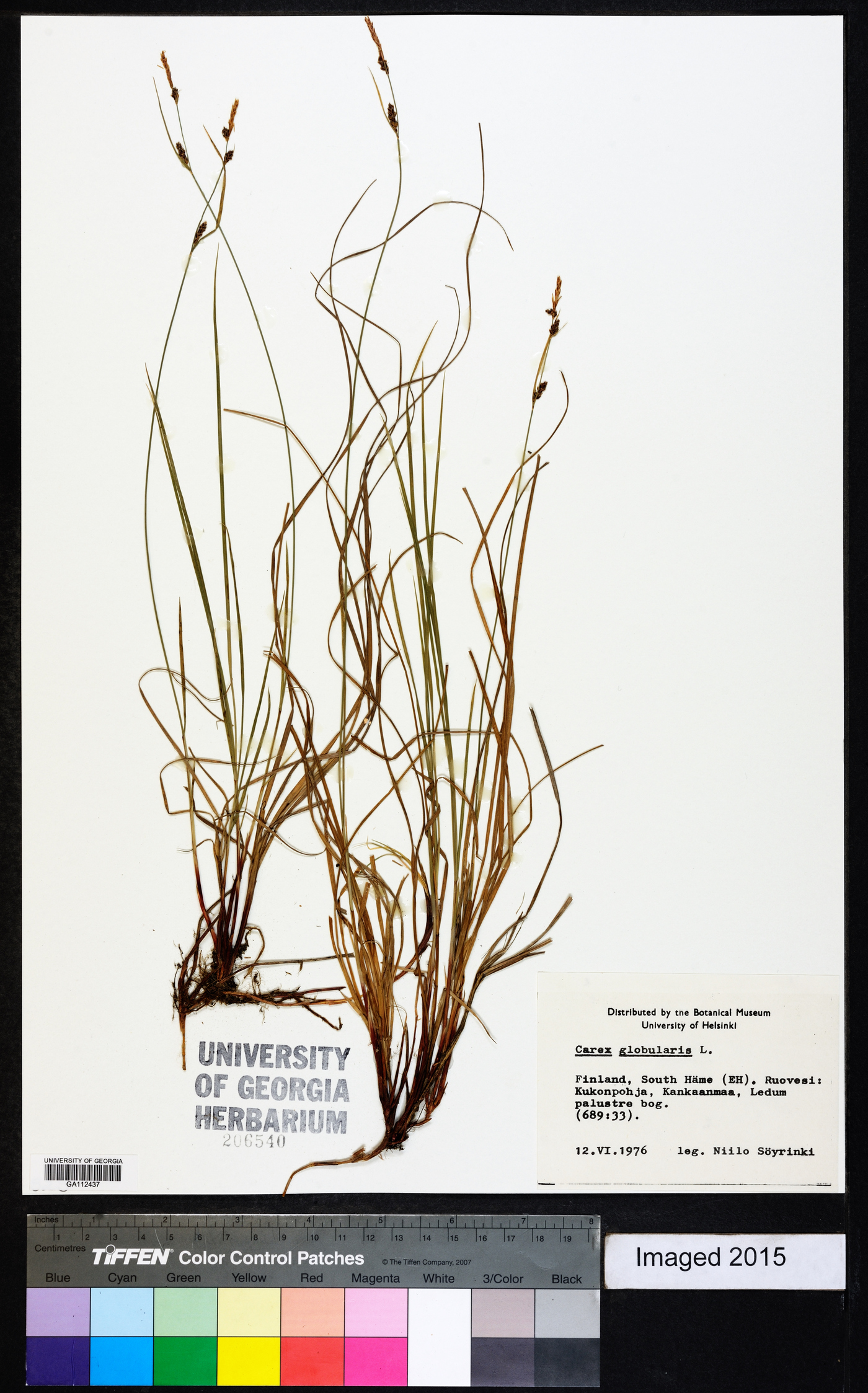Carex globularis image