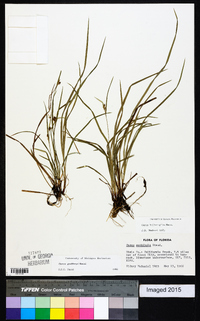 Carex godfreyi image