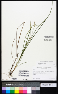 Carex godfreyi image