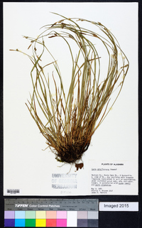 Carex gracilescens image