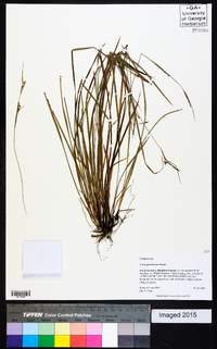 Carex gracilescens image