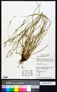 Carex gracilescens image