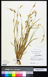 Carex gracilescens image