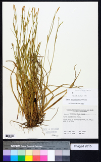 Carex gracilescens image