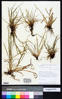 Carex gracilescens image