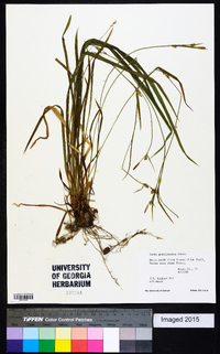 Carex gracilescens image