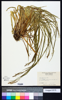 Carex gracilescens image