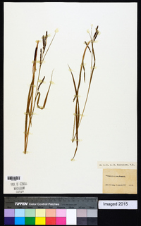 Carex gracilescens image