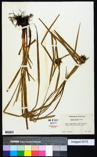 Carex grayi image