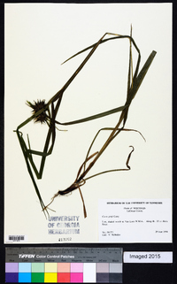 Carex grayi image