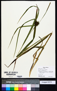 Carex grayi image