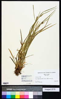 Carex grisea image