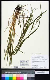 Carex grisea image