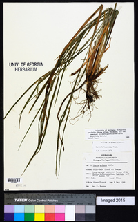 Carex grisea image