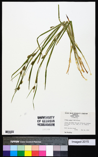 Carex grisea image