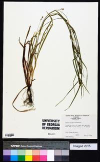 Carex grisea image