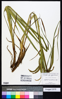 Carex gynandra image