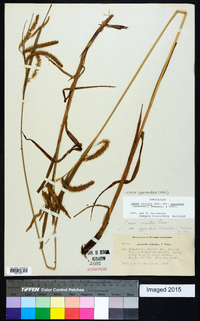 Carex gynandra image