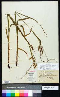 Carex gynandra image