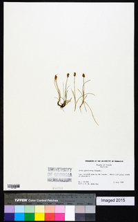 Carex gynocrates image