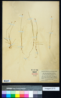 Carex gynocrates image