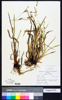 Carex granularis var. haleana image